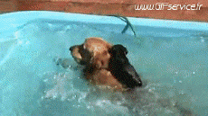 Umorismo -  Fun Animali Cani 02 