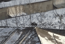 Humor -  Fun Tiere Geflügel Verschieden 