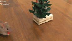 Humour - Fun Animaux Souris Serie 01 