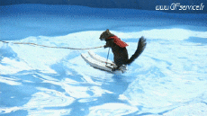 Humour - Fun Animaux Ecureuils Serie 01 