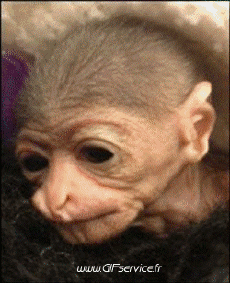 Humour - Fun Morphing - Ressemblance People - Vip Série 02 