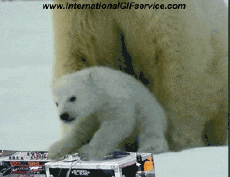 Humor -  Fun Tiere Bär 01 