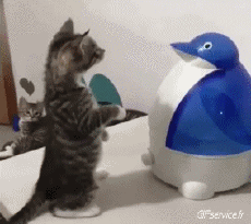 Humour - Fun Animaux Chats Serie 06 