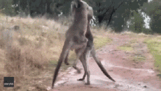 Humour - Fun Animaux Kangourous 01 