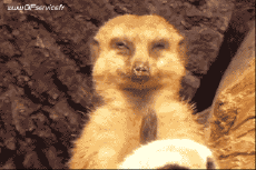 Humour - Fun Animaux Suricat 01 