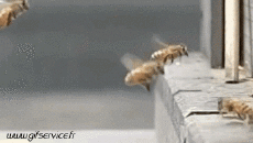 Humour - Fun Animaux Insectes Serie 01 