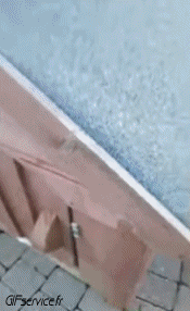 Humor -  Fun Tiere Hunde 04 