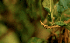 Humor - Fun Animales Pájaros Colibrí 