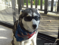 Humor -  Fun Tiere Hunde 03 