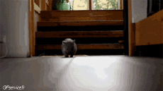 Umorismo -  Fun Animali Wombat 01 