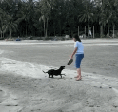 Humour - Fun Animaux Chiens Serie 04 