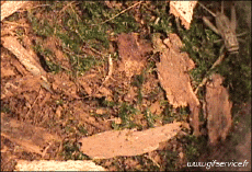 Humor -  Fun Tiere Insekten 01 