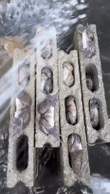 Humor -  Fun Animals Frogs 01 