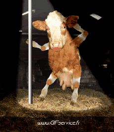 Humor -  Fun Tiere Kühe 01 