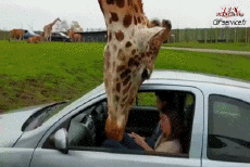 Humour - Fun Animaux Girafes Serie 01 