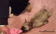 Umorismo -  Fun Animali Cani 01 