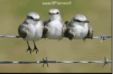 Umorismo -  Fun Animali Uccelli Passeri 