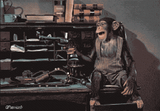 Umorismo -  Fun Animali Scimmie 01 