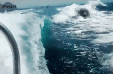 Humor - Fun Animales Orcas 01 