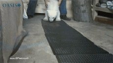 Humor - Fun Animales Oso 01 