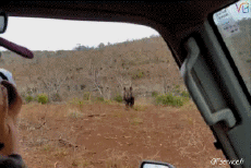 Humor - Fun Animales Rinoceronte 01 