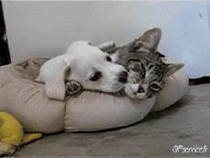 Humour - Fun Animaux Chats Serie 04 