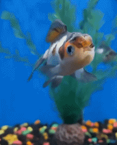 Humor -  Fun Tiere Fisch 01 