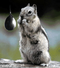 Humor - Fun Animales Ardillas 01 