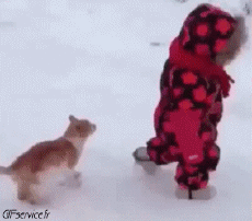 Humor - Fun Animales Gatos 06 