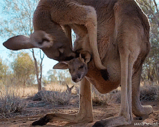 Humor -  Fun Animals Kangaroos 01 