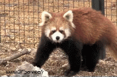 Humor - Fun Animales Mapaches 01 