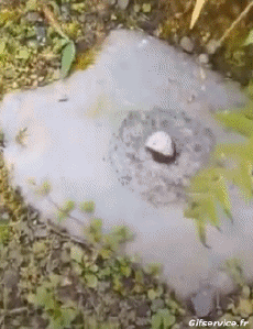 Humor -  Fun Tiere Insekten 01 