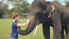 Humor -  Fun Animals Elephants 01 