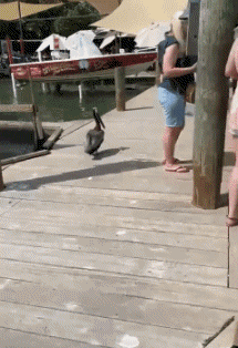 Humour - Fun Animaux Oiseaux Pélicans 