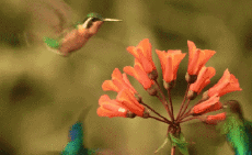 Humor -  Fun Animals Birds Hummingbird 