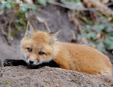 Humor -  Fun Animals Fox 01 