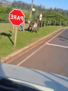 Humour - Fun Animaux Taureaux 01 