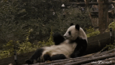 Humour - Fun Animaux Ours Serie 01 