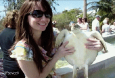 Umorismo -  Fun Animali Tartarughe 01 