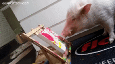 Humour - Fun Animaux Cochons Sangliers Serie 01 