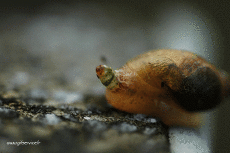 Humor -  Fun Animals Snails 01 