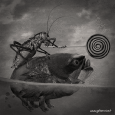 Humour - Fun Animaux Insectes Serie 01 