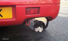 Humor -  Fun Tiere Katze 05 