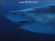 Humour - Fun Animaux Requins 01 
