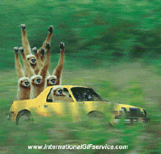 Humour - Fun Animaux Singes Serie 01 