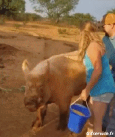 Humor -  Fun Animals Pigs - Bushpigs Serie 02 