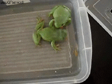 Humor -  Fun Animals Frogs 01 