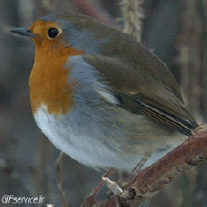 Humour - Fun Animaux Oiseaux Moineaux 