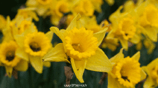 Humor -  Fun 3d Effekte Stéreoscopique Wiggle 