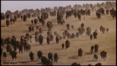 Humour - Fun Animaux Bisons Serie 01 